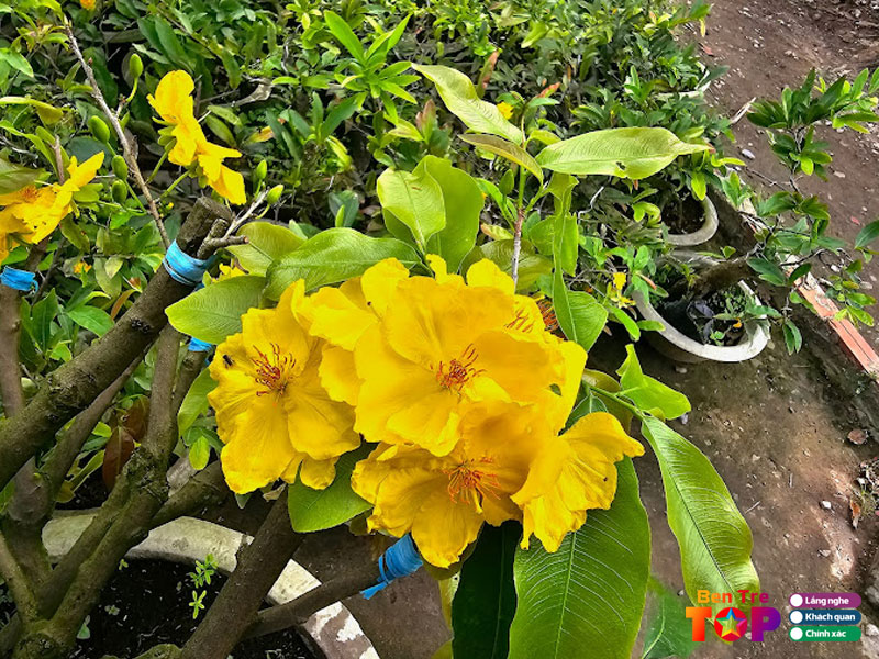 mai-vang-ben-tre-bentretoplist