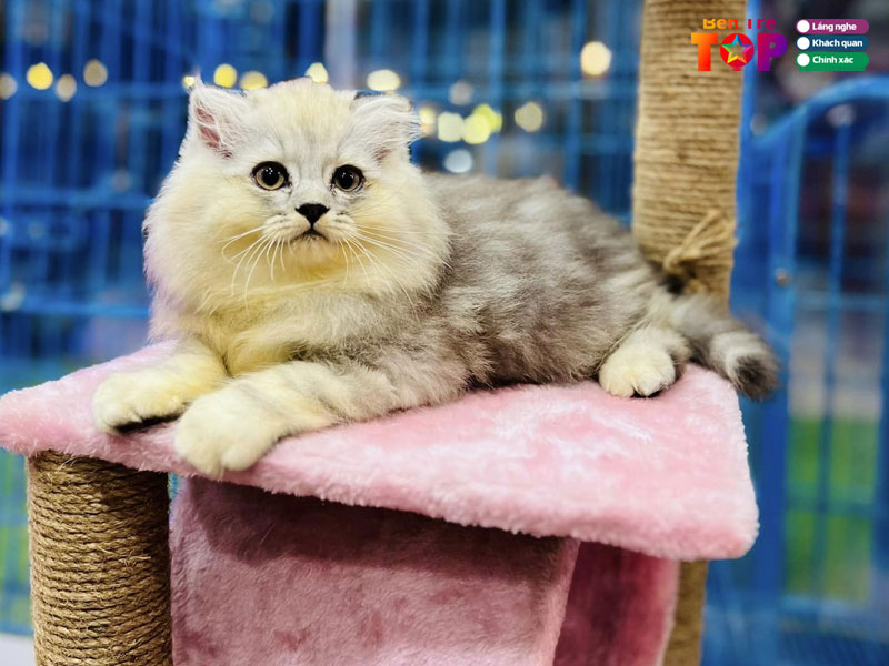 pet-shop-ben-tre-quoc-viet-bentretoplist