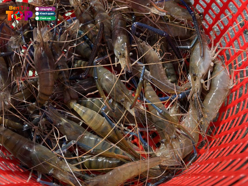 tom-giong-cang-xanh-co-suong-bentretoplist