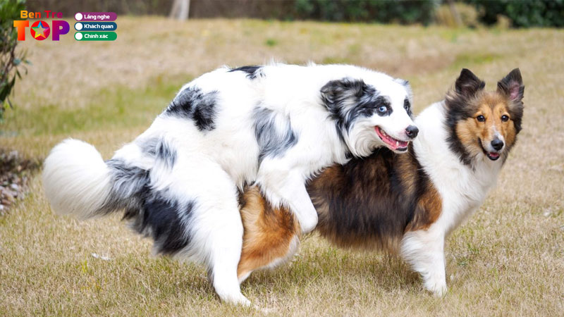 top-5-dia-chi-phoi-giong-cho-o-ben-tre-dat-uy-tin-gia-tot-bentretoplist