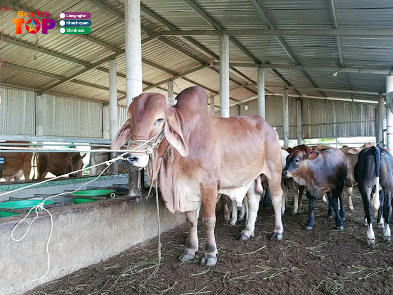 Trai-bo-a-phen-bentretoplist