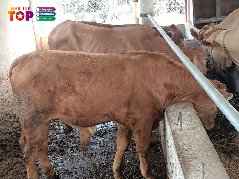 Trai-bo-lam-hien-bentretoplist