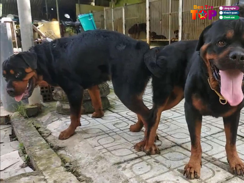 trai-cho-thien-phuc-bentretoplist