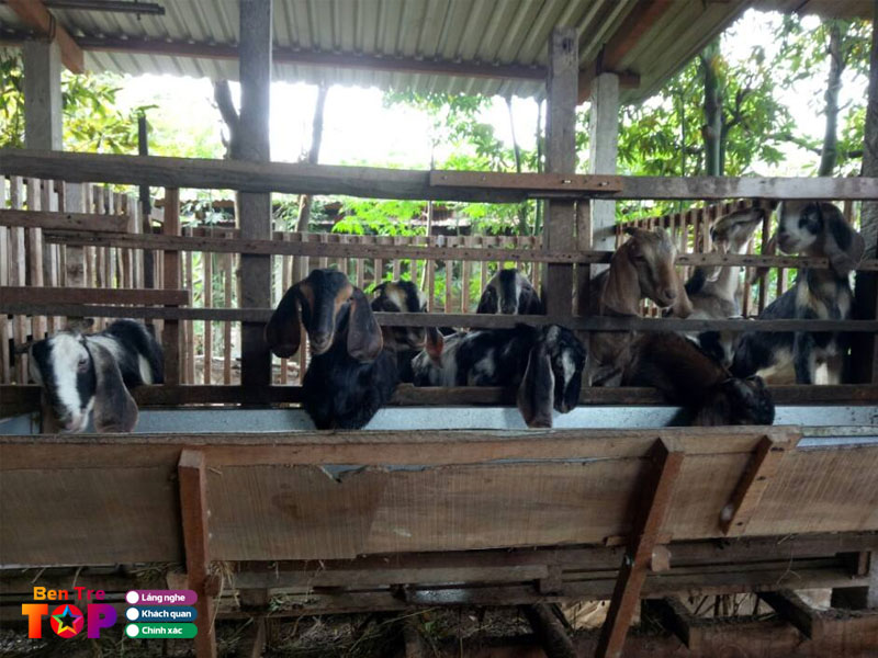 trai-de-chu-ut-bentretoplist