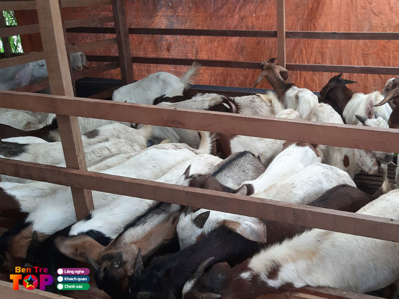 trai-de-giong-phuc-my-bentretoplist