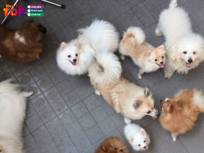 trai-nuoi-cho-meo-kieng-8-trang-bentretoplist