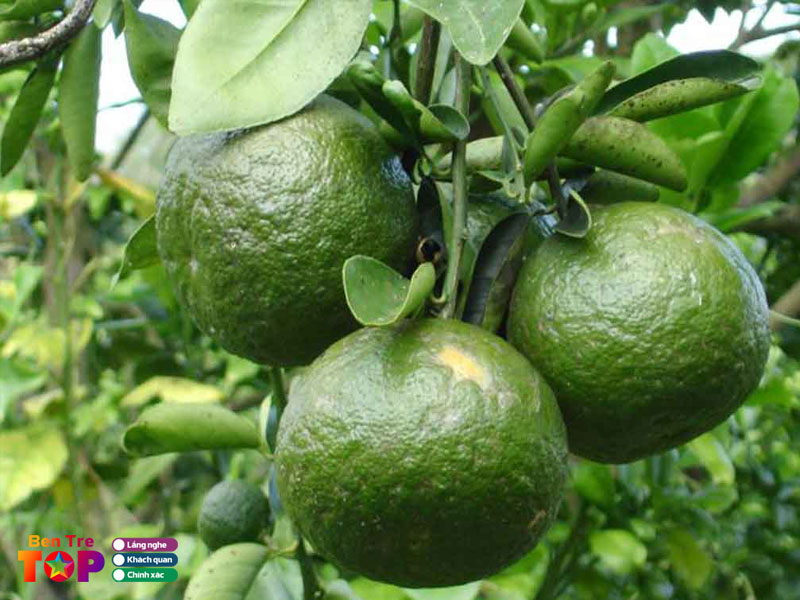 uyen-trai-cay-bentretoplist