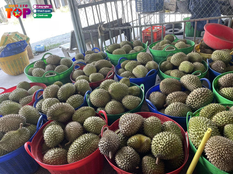 vua-sau-rieng-ut-thoa-bentretoplist