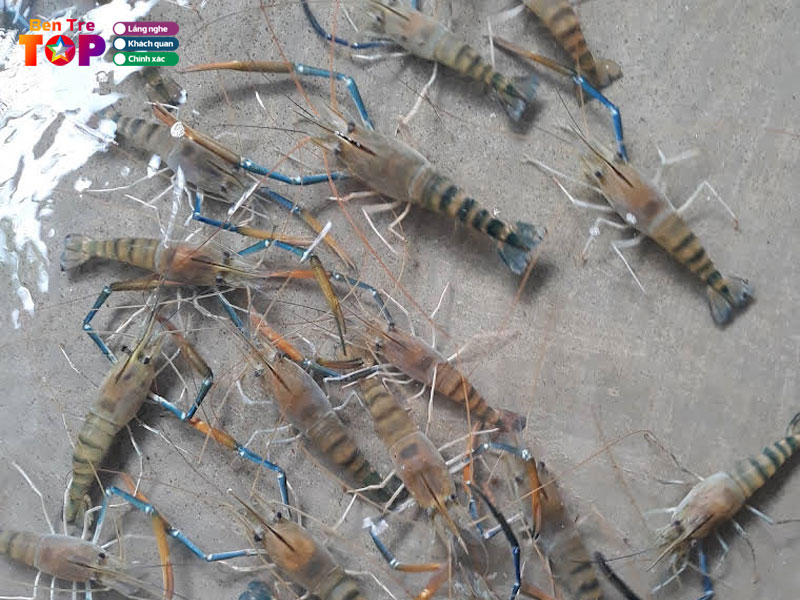 vua-tom-cang-le-thanh-bentretoplist