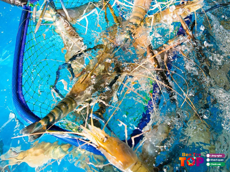 vua-tom-cang-xanh-canh-thuong-bentretoplist