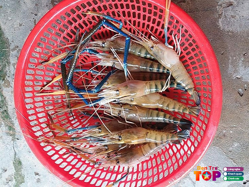 vua-tom-cang-xanh-nam-day-bentretoplist