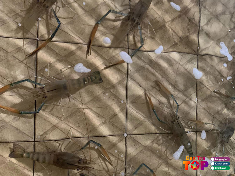 vua-tom-chang-loan-bentretoplist