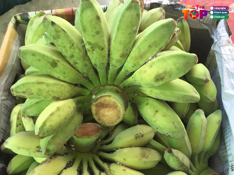 vua-trai-cay-san-san-bentretoplist