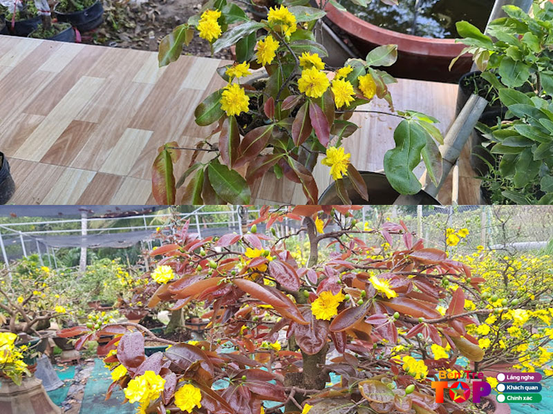 vuon-kieng-hoa-mai-ben-tre-bentretoplist