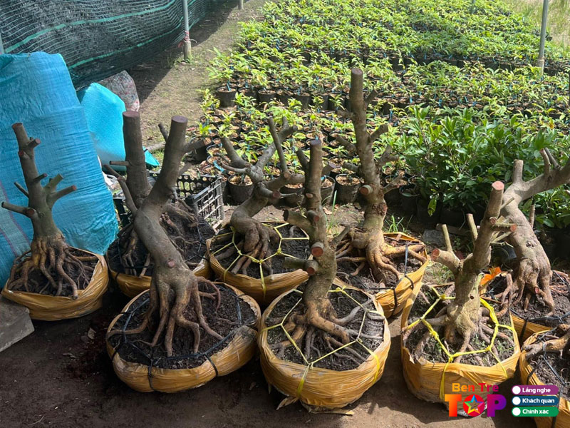 vuon-mai-thanh-phat-bentretoplist