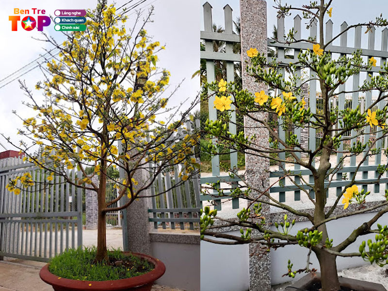 vuon-mai-viet-bentretoplist