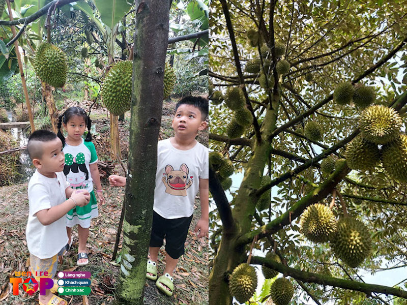 vuon-sau-rieng-bay-thuy-bentretoplist