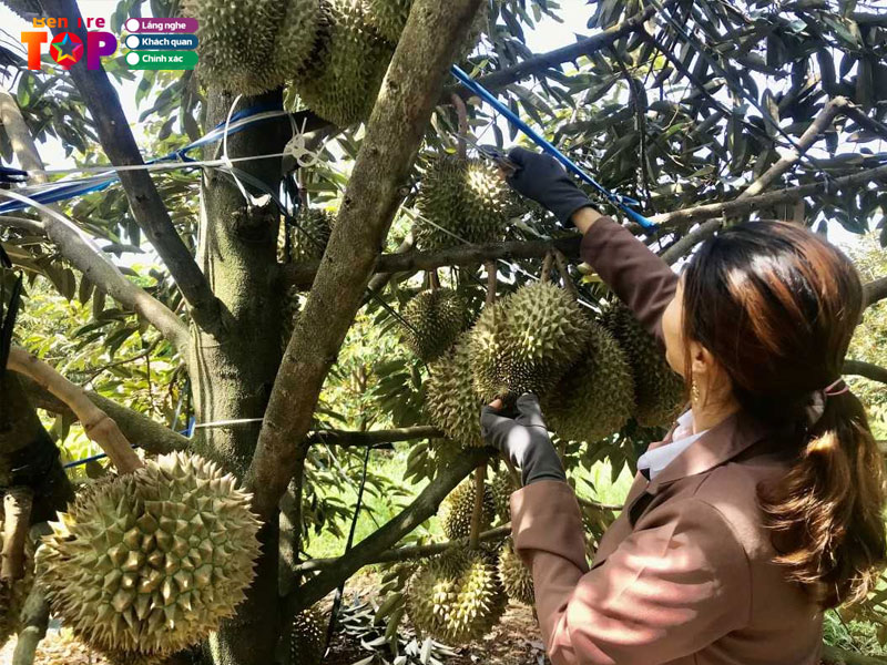 vuon-sau-rieng-ong-ba-t-bentretoplist