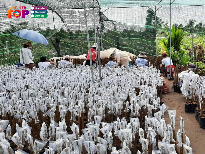 co-so-cay-giong-cay-trong-trinh-muoi-ngo-tu-quan-ben-tre-bentretoplist