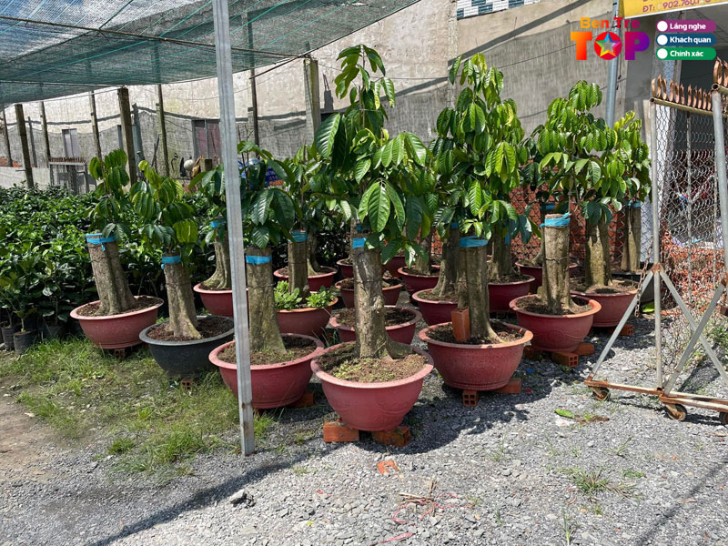 co-so-cay-giong-chin-dung-bentretoplist