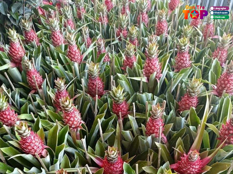 sieu-thi-cay-giong-thien-an-bentretoplist