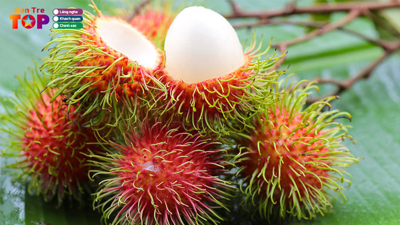 top-8-dia-chi-vuon-chom-chom-nhan-ben-tre-ngon-ngot-me-ly-bentretoplist