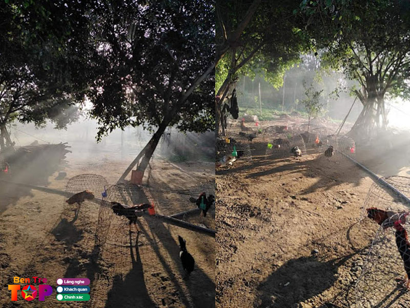 trai-ga-thai-ba-tri-bentretoplist