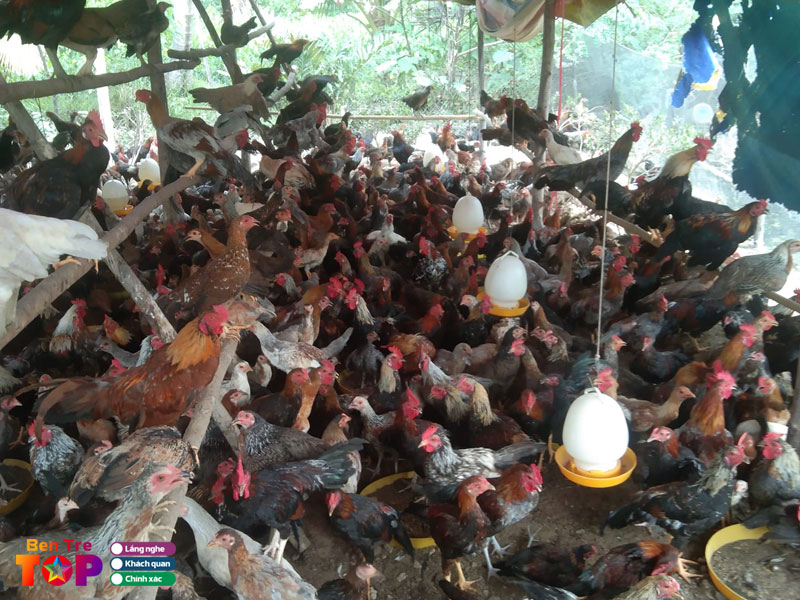 vua-ga-phuong-le-bentretoplist