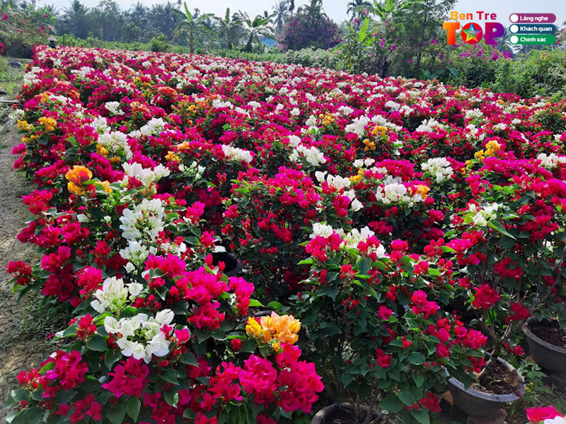 vuon-hoa-giay-duy-ben-tre-phu-son-cho-lach-bentretoplist