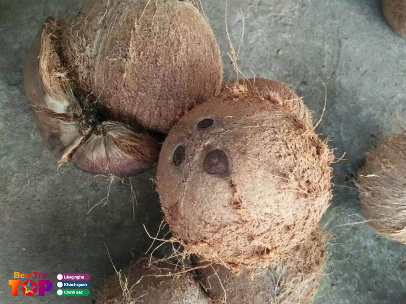 Cong-ty-tnhh-xnk-dua-kho-quyen-thanh-phat-bentretoplist