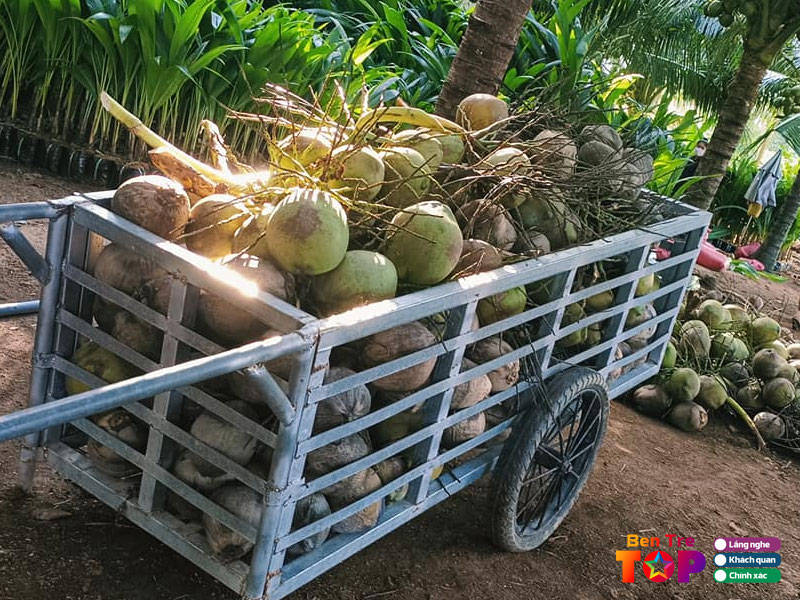 Dai-ly-dua-ben-tre-bentretoplist