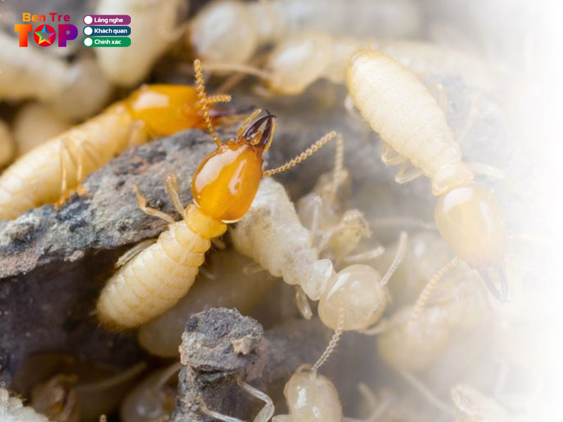 Diet-con-trung-dai-viet-bentretoplist