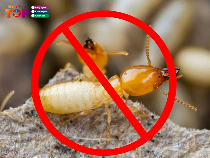 Diet-con-trung-tan-nguyen-bentretoplist