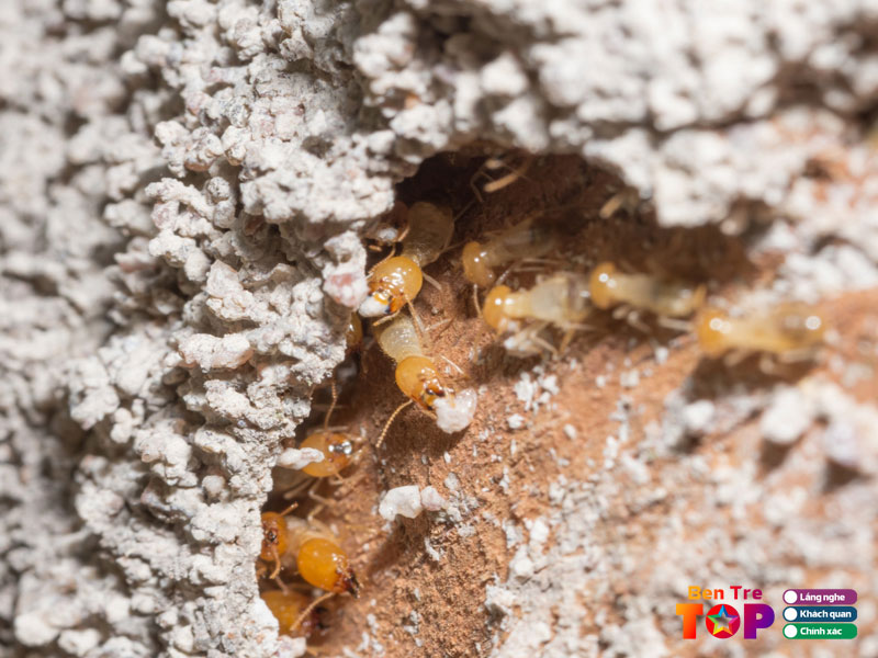 Diet-moi-tam-phat-bentretoplist