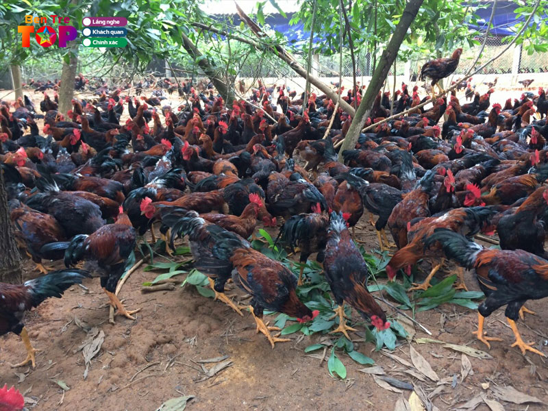 Ga-noi-bay-dang-bentretoplist