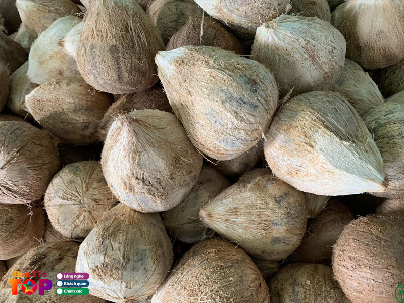 Hue-cuoc-xuan-binh-bentretoplist