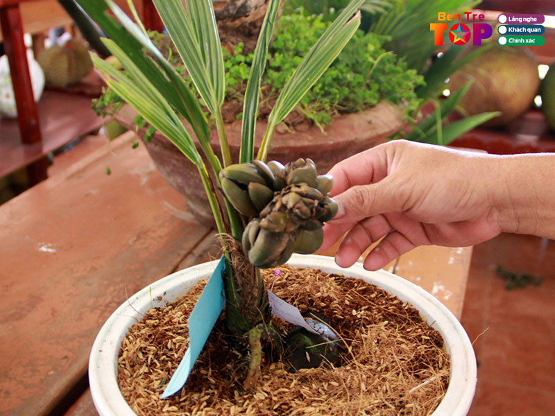 Nhung-trai-nghiem-thu-vi-tai-le-hoi-trai-cay-ngon-an-toan-ben-tre-1-bentretoplist