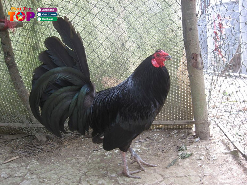 Sau-ga-ben-tre-bentretoplist