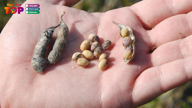 Top-5-dia-chi-ban-hat-giong-ben-tre-nhanh-lon-de-cham-bentretoplist