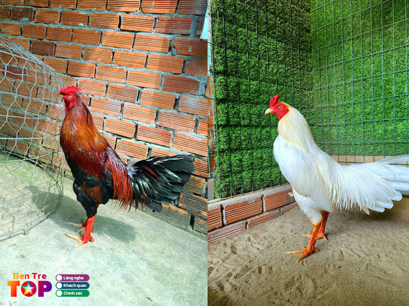 Trai-ga-da-thang-ben-tre-bentretoplist