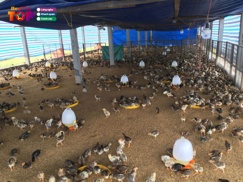 Trai-ga-giong-dung-12-bentretoplist