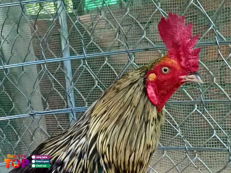 Trai-ga-ngoan-ben-tre-bentretoplist