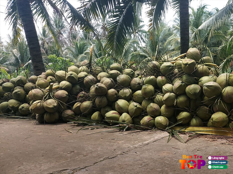 Vuon-dua-dua-thai-3-do-bentretoplist