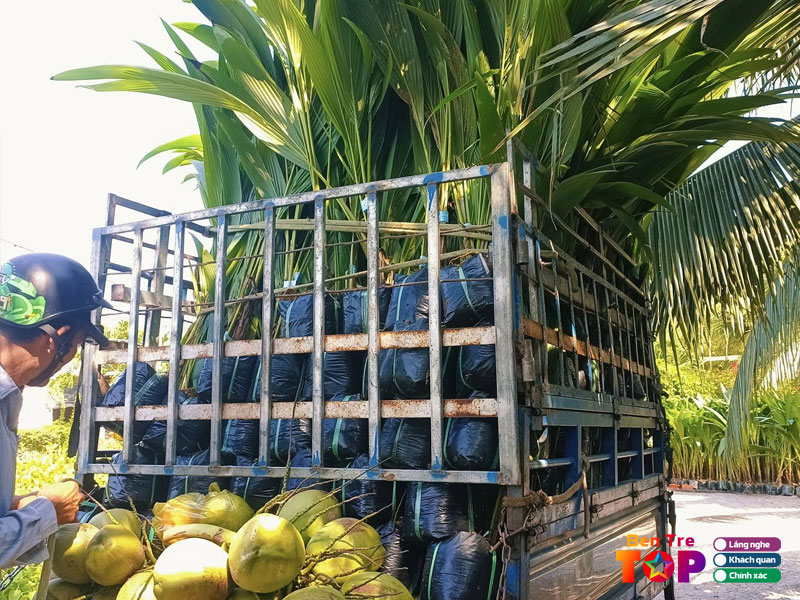 Vuon-uom-dua-dua-thai-hoang-toan-bentretoplist