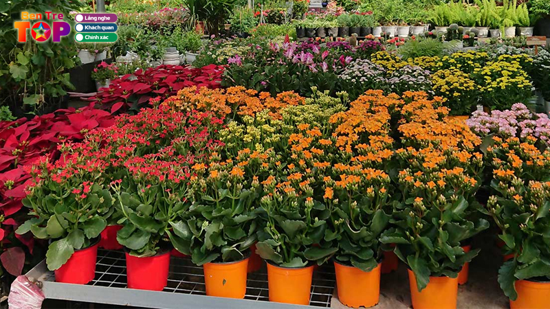 Top-5-dia-diem-ban-vua-cay-kieng-o-ben-tre-dep-ngay-ngat