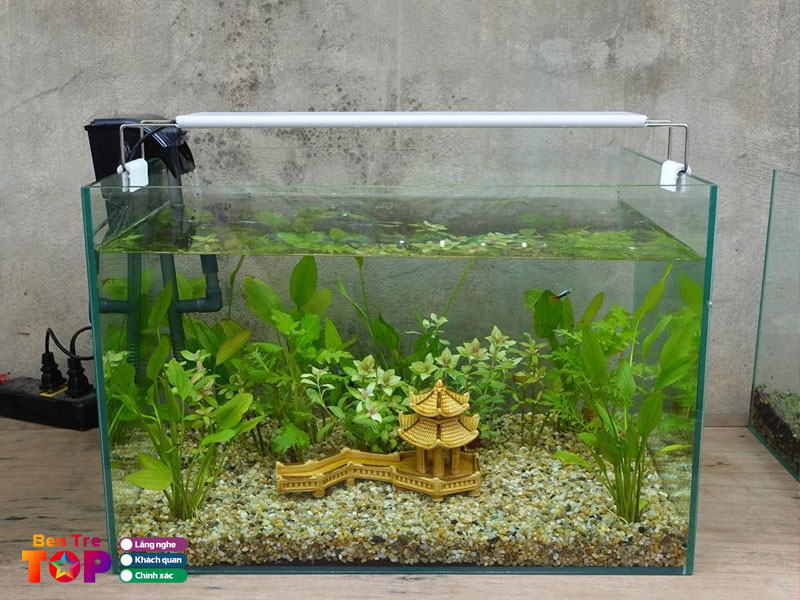 Ca-canh-phuc-minh-bentretoplist