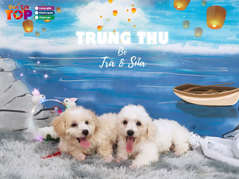 Gavi-spa-thu-cung-bentretoplist