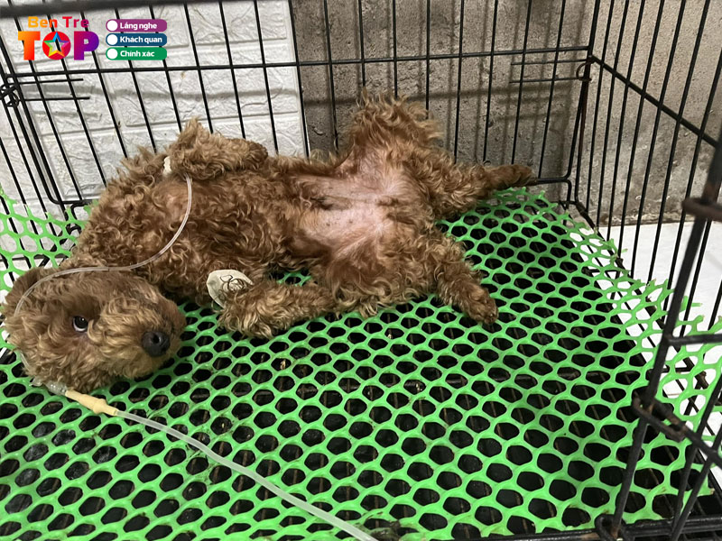 Phong-kham-thu-y-thao-tram-bentretoplist