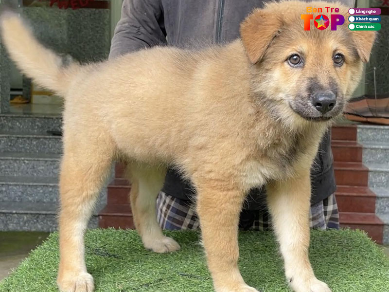 Trai-cho-ba-xu-bentretoplist