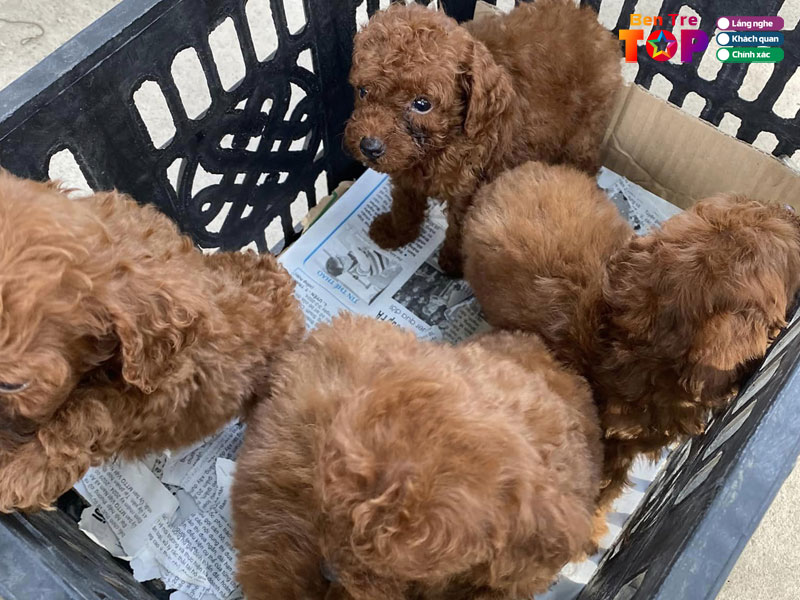 Trai-cho-canh-petcode-bentretoplist